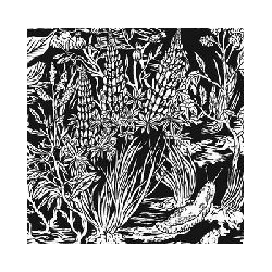 WILD STRAWBERRIES