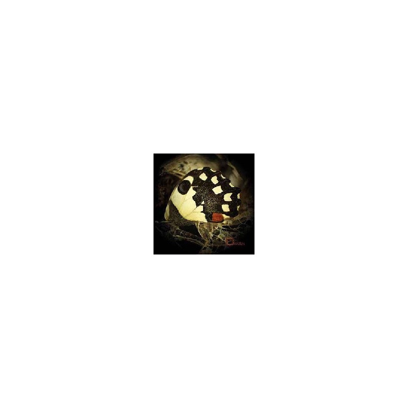 MUSIC FOR WASTELANDS