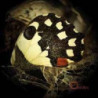 MUSIC FOR WASTELANDS