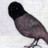 BARRA BARRA