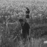 JESU / SUN KIL MOON