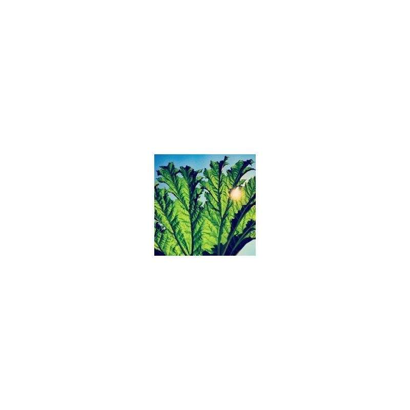 GUNNERA