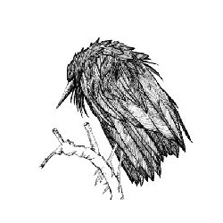 LITTLE SPARROW