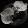 CORPSE FLOWER