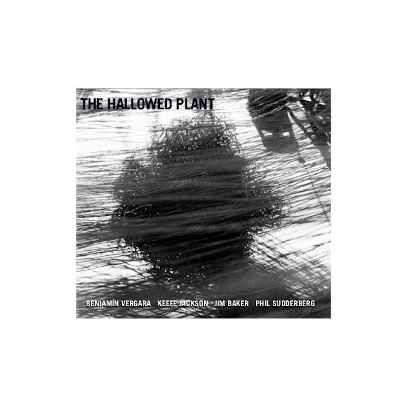 HALLOWED PLANT