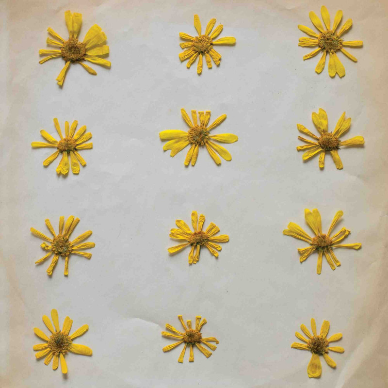 FLOWERS IN THE SPRING