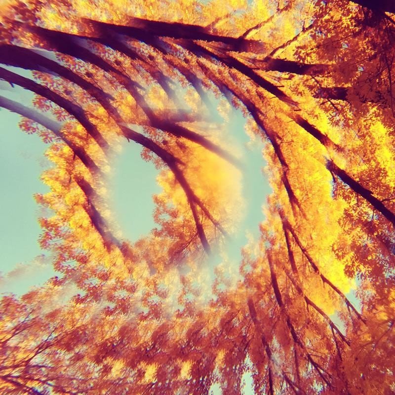 FOREST BATHING