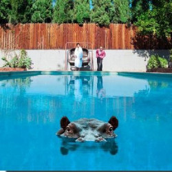 HIPPOPOTAMUS