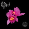 ORCHID