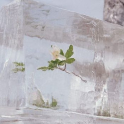 WINDFLOWERS