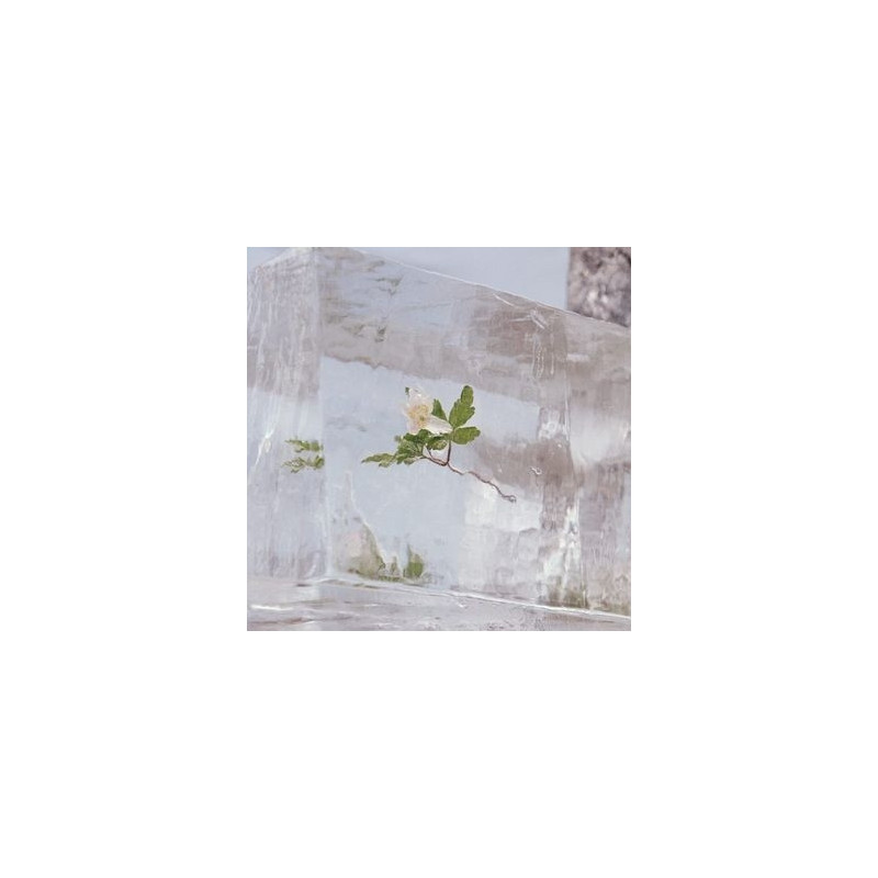 WINDFLOWERS