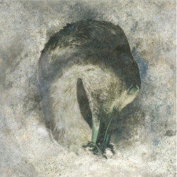 ASHES (20TH BAND...
