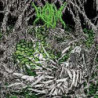 GLOOMLORD