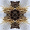 SUTRA