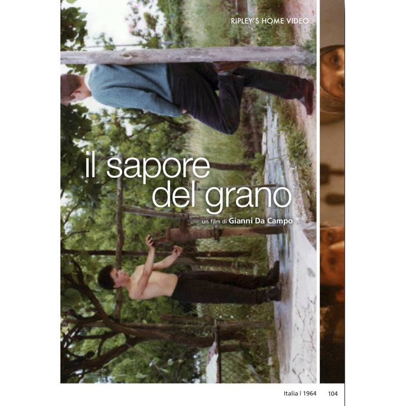 SAPORE DEL GRANO (IL)
