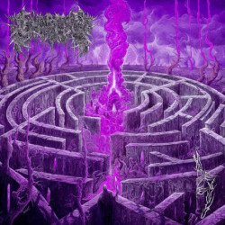 MAZE ANVY - PURPLE /...