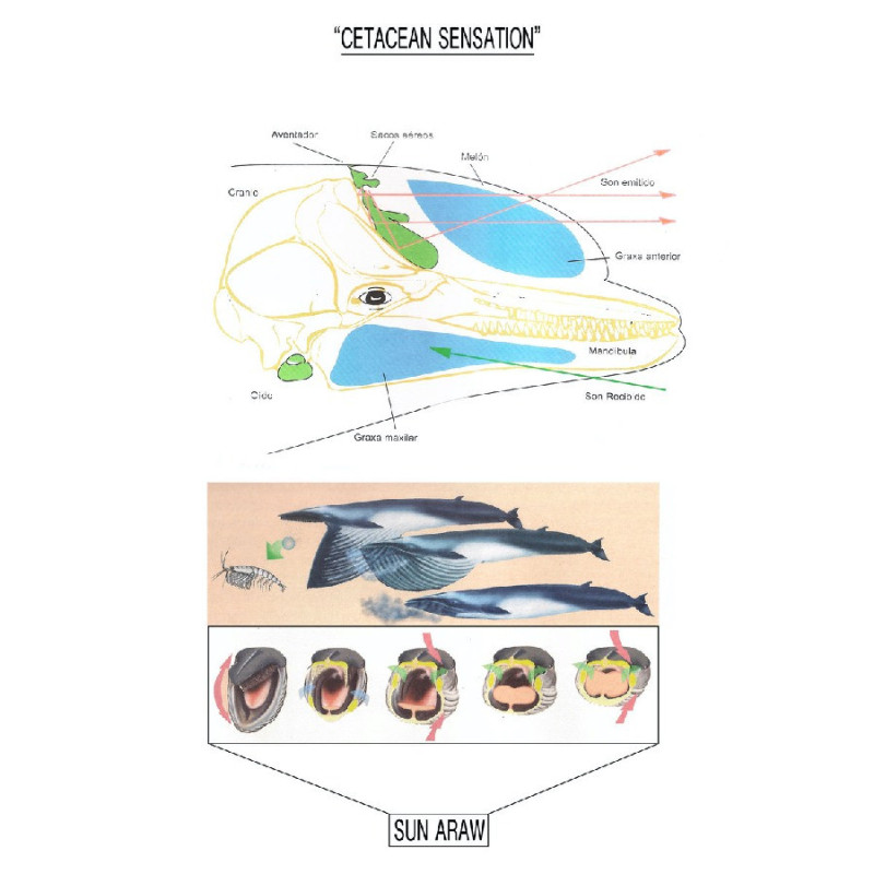 CETACEAN SENSATION