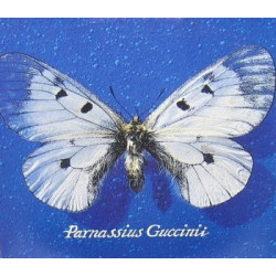PARNASSIUS GUCCINII