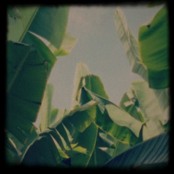 PLATANO TAPES