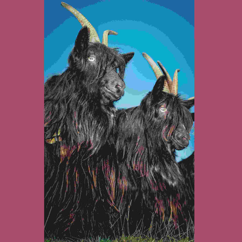 SILENCE WILL NEVER DIE (WHITE VINYL)