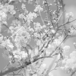 HANAMICHI - THE FINAL...